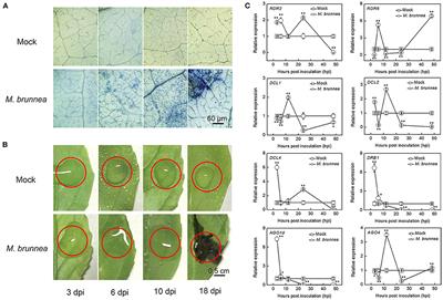 High-Throughput Sequencing Reveals the Regulatory Networks of Transcriptome and Small RNAs During the Defense Against Marssonina brunnea in Poplar